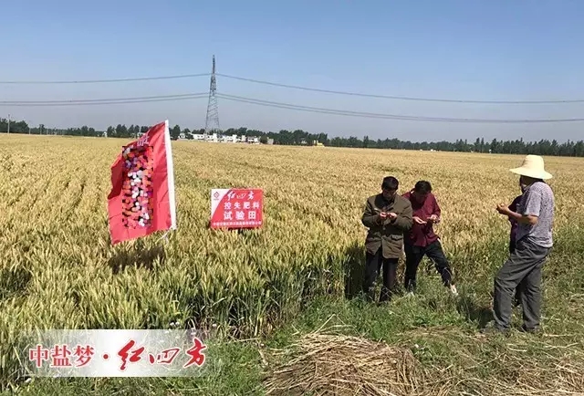 农民细致观察小麦长势